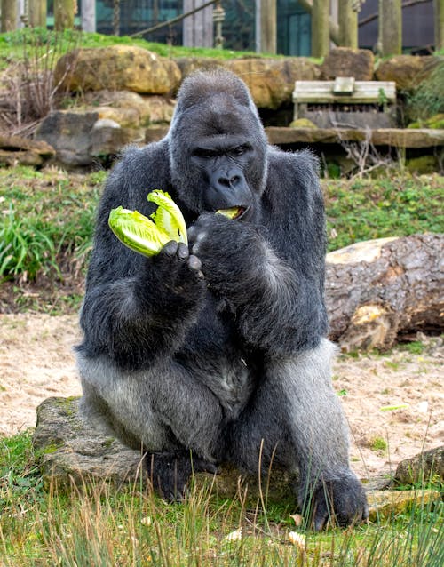 Black Gorilla Eating Cabbage 