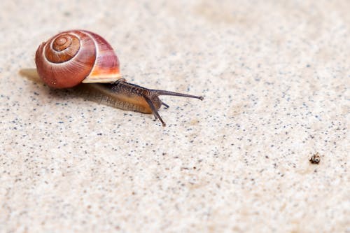 Free Close-up on Snail on Floor Stock Photo