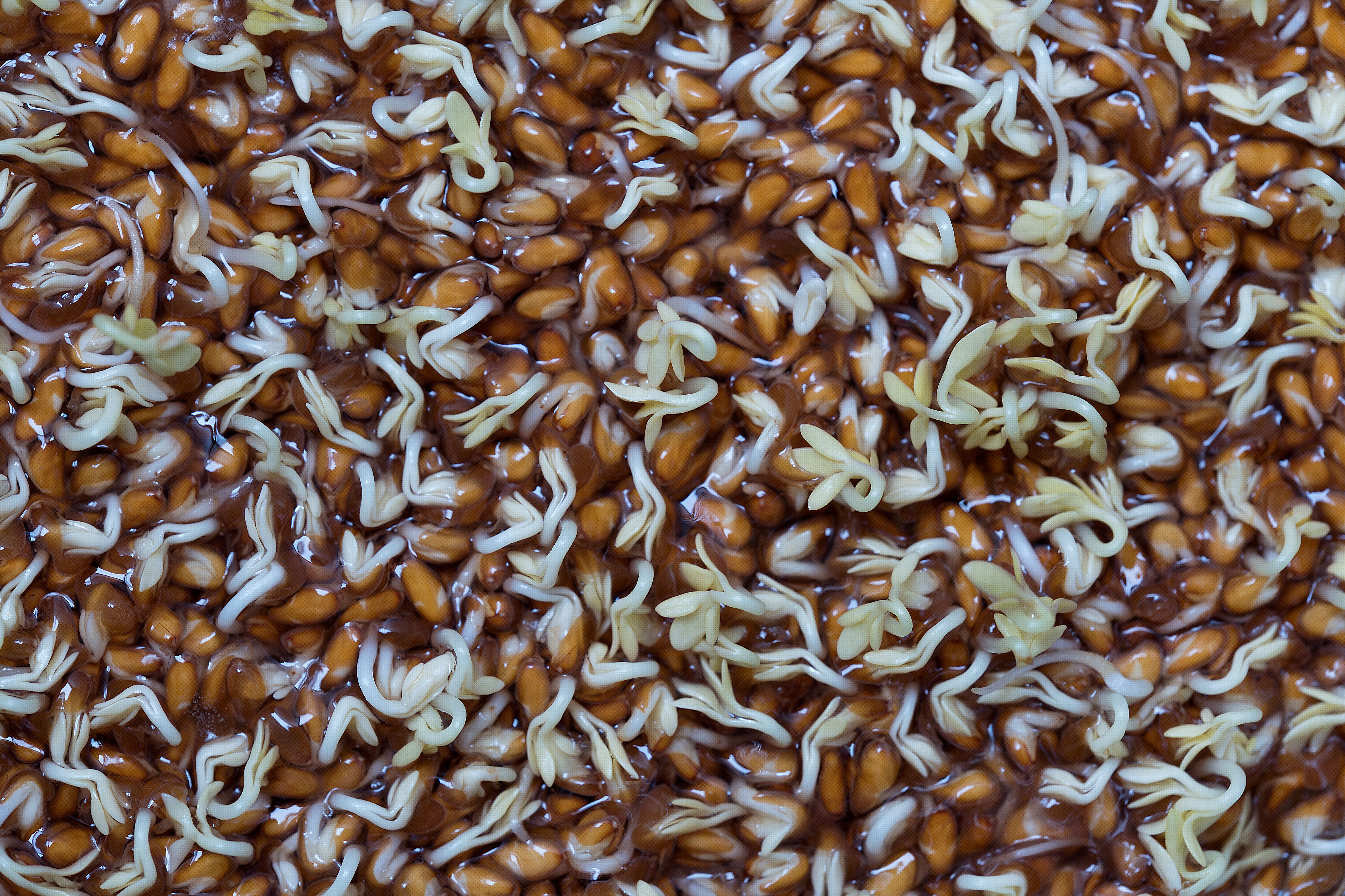 Plas-Stick: Indian Teens' Tamarind Powder Pulls Microplastics From Water