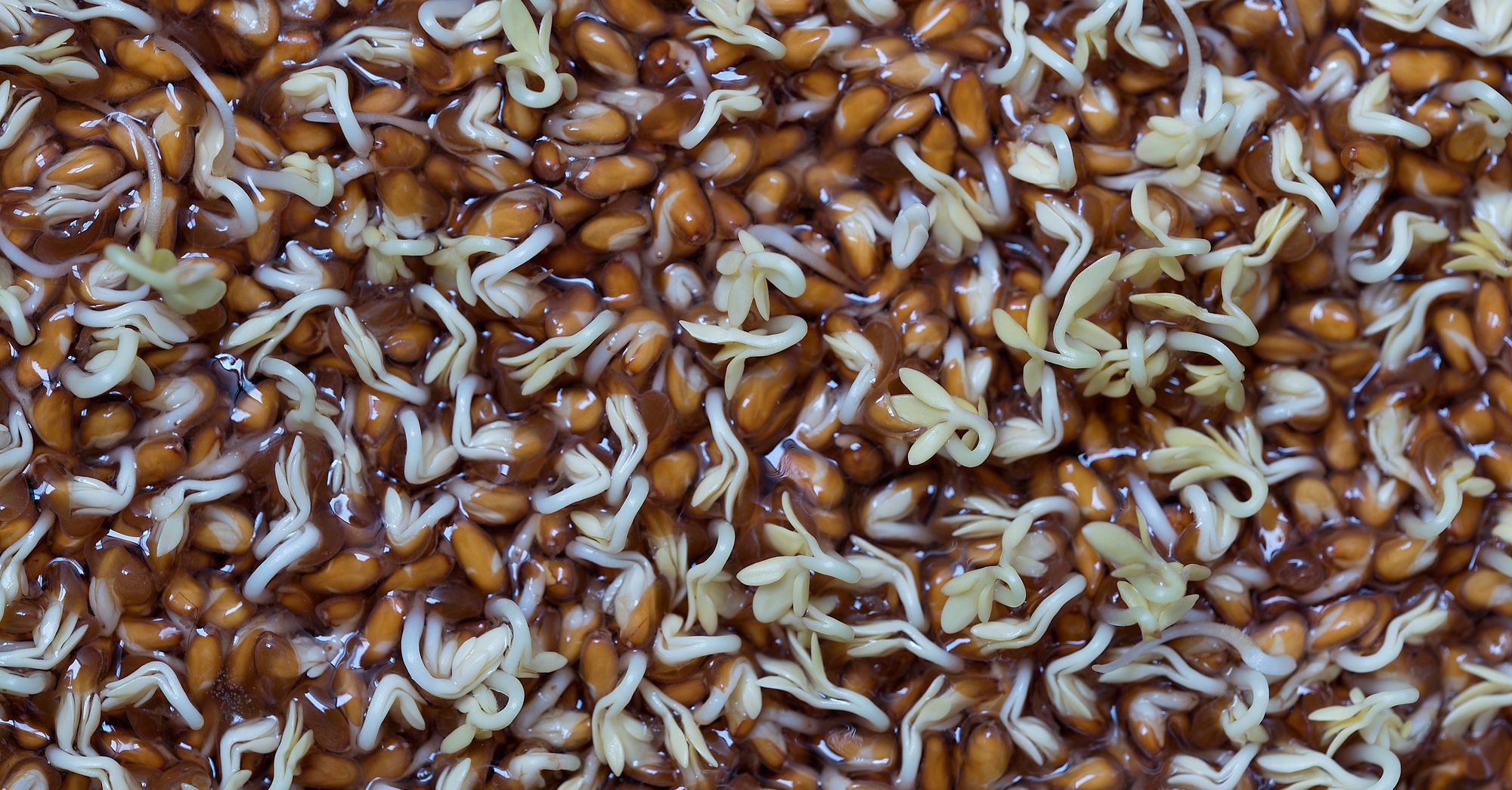 Corteva Sues Startup Over Seed Examination in Patent System Test