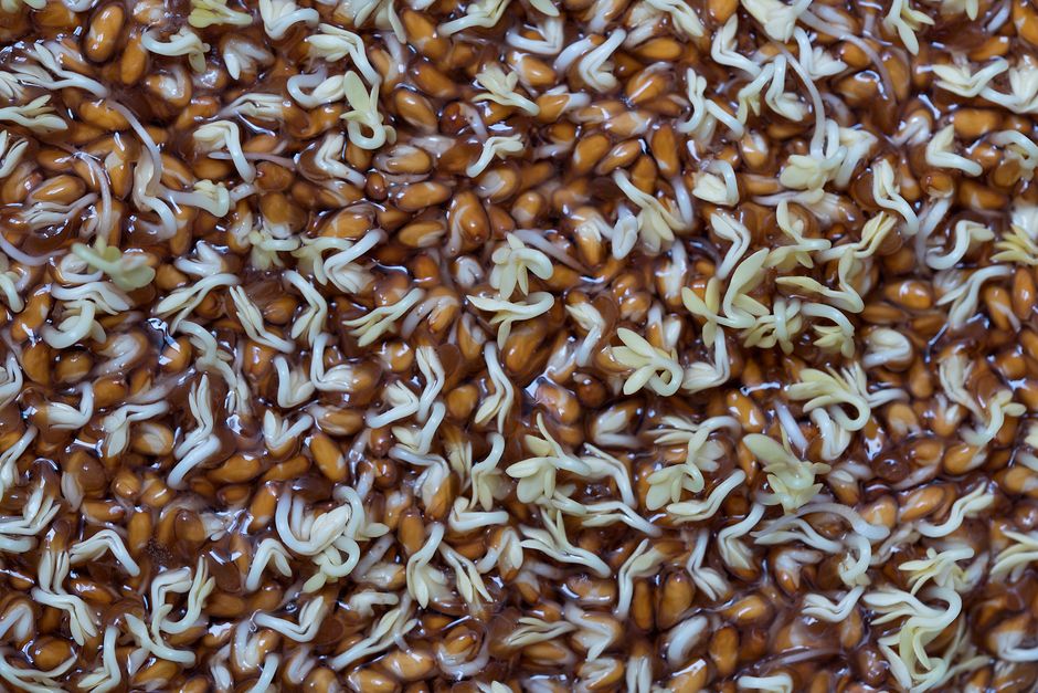 Semillas de trébol rojo ecológico en envase para germinar, vista de cerca con brotes tiernos emergiendo