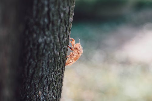 Fotos de stock gratuitas de insecto, verano