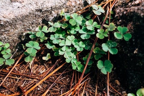 Free Photography of Green Clover Plants Stock Photo