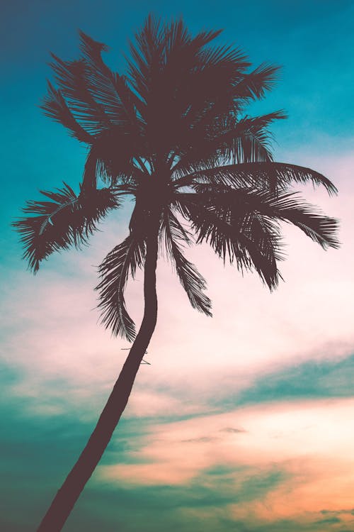 Free Silhouette of Palm Tree Stock Photo