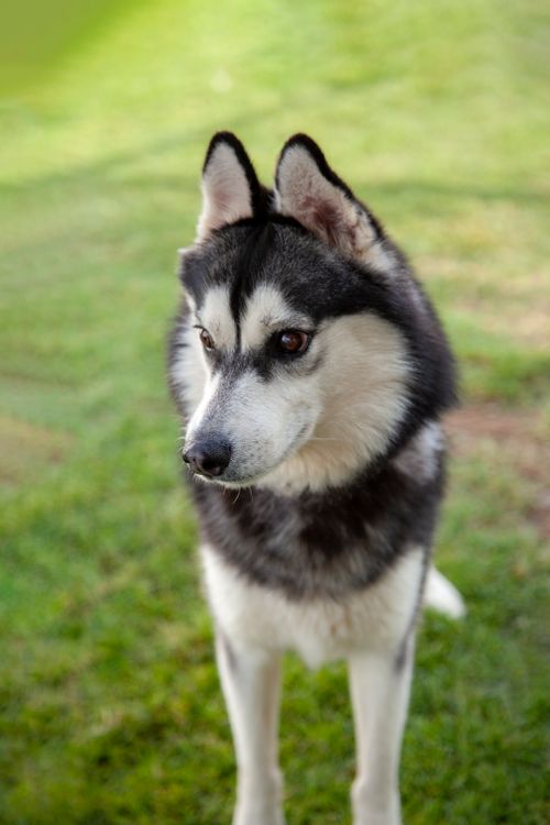 Free A stunning Siberian Husky stands on lush green grass, showing off its majestic features. Stock Photo