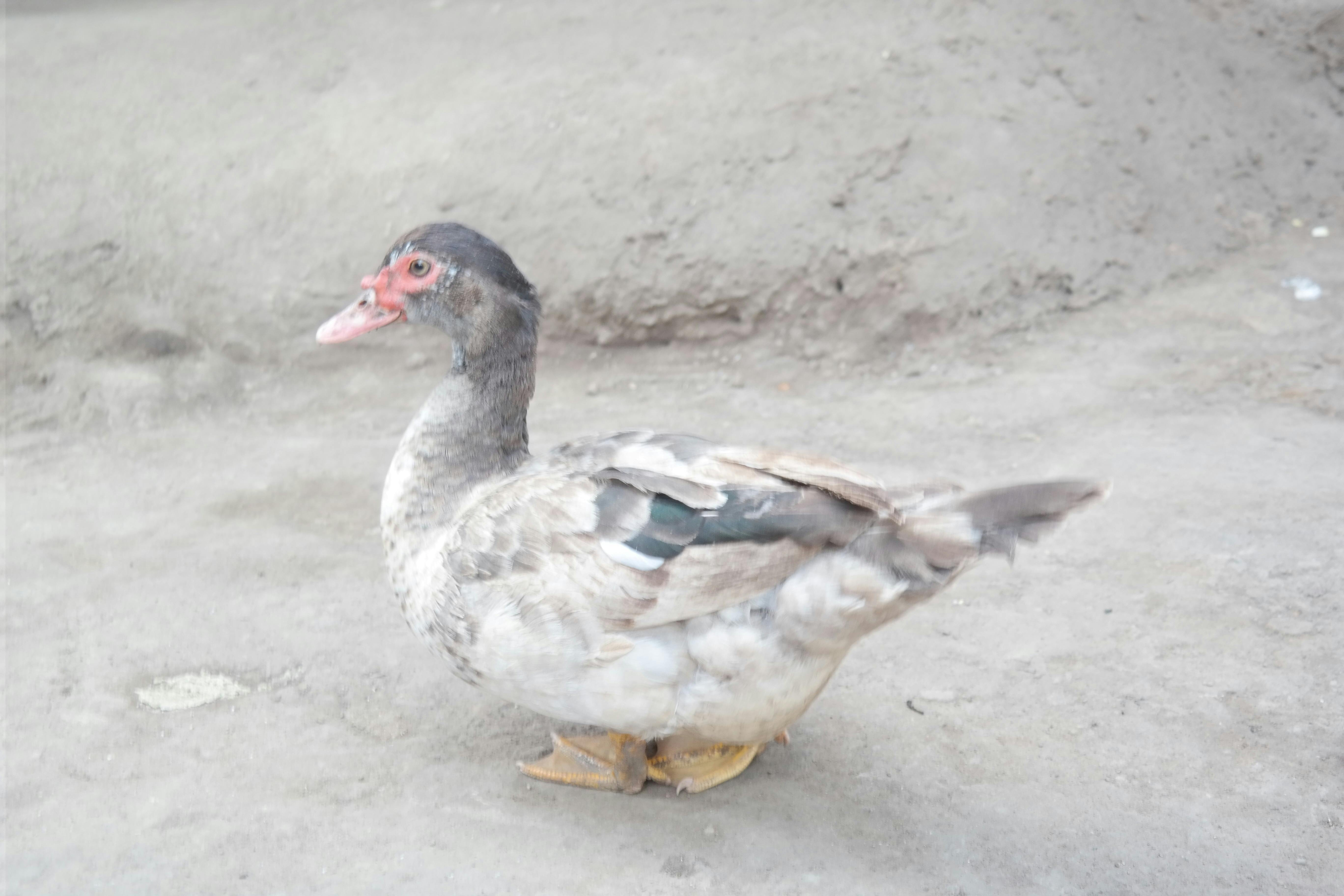 Free stock photo of ducks