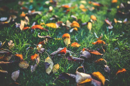 Yellow, orange and red autumn leaves