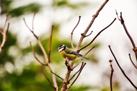 Tomtit Bird Perching on a Bare Tree Branch and Green Leaves in Background