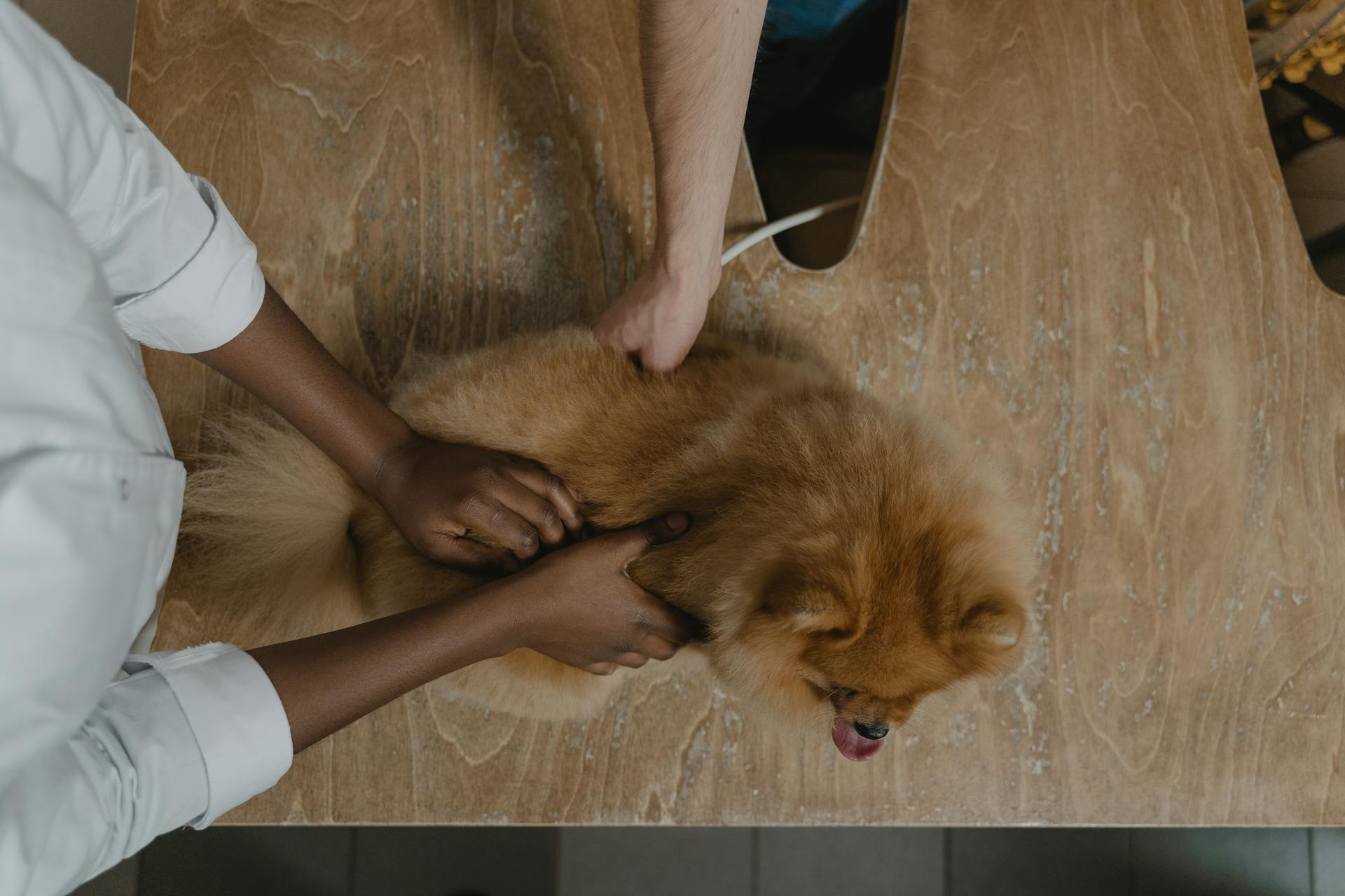 People Holding a Pomeranian Dog