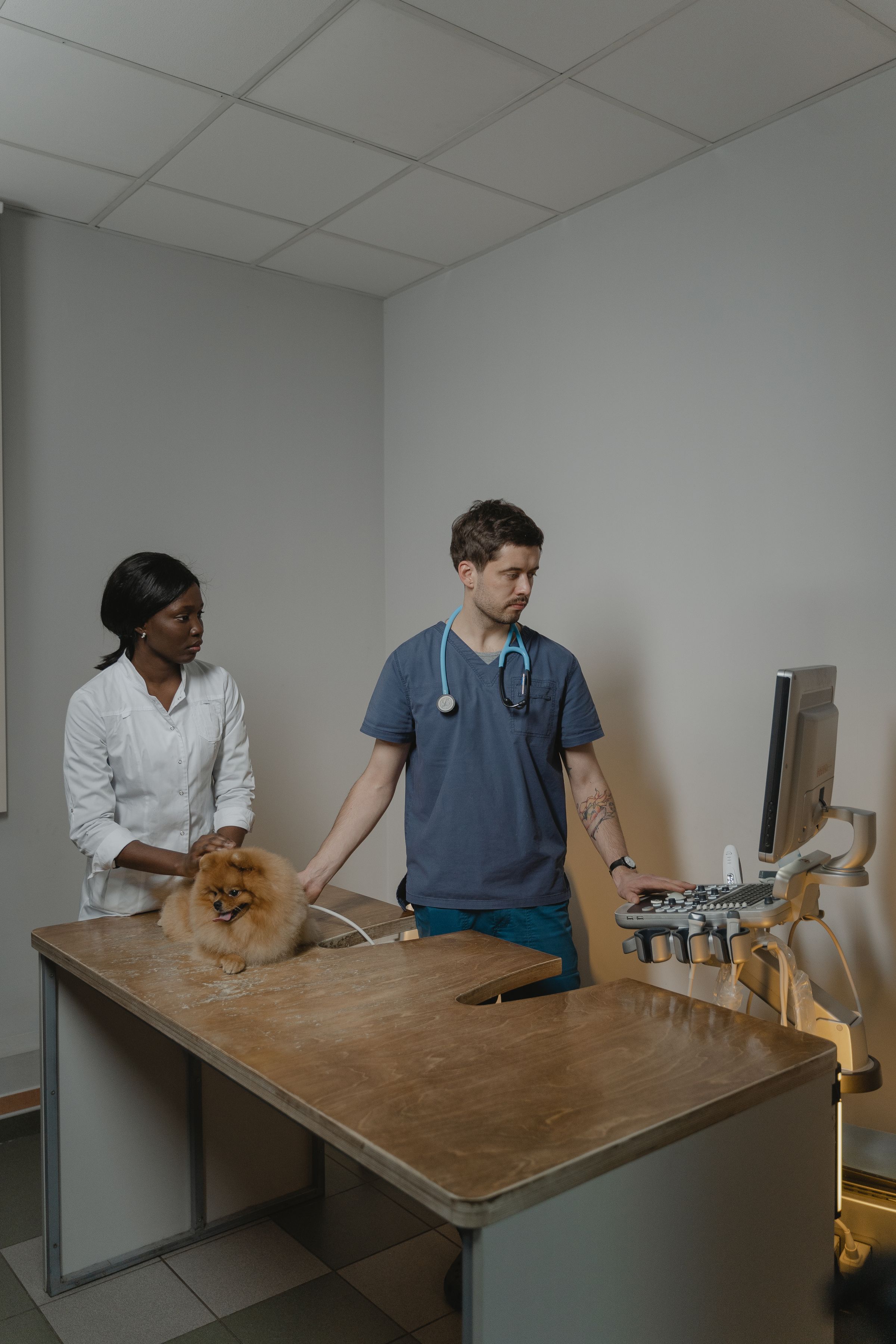 Veterinarian and assistant performing an ultrasound on a dog