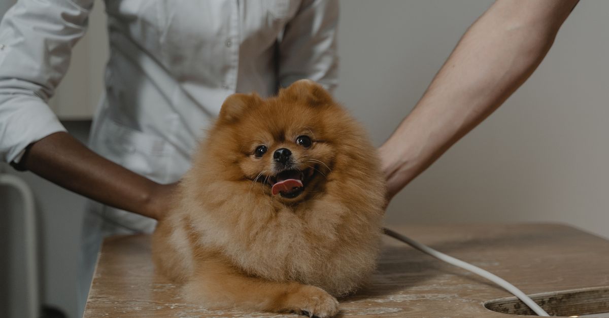 How to Prepare Your Dog for a Stress-Free Vet Visit
