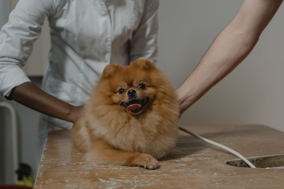 Paralysis Tick Treatment Cost in Australia: What an Emergency Vet Bill Can Include