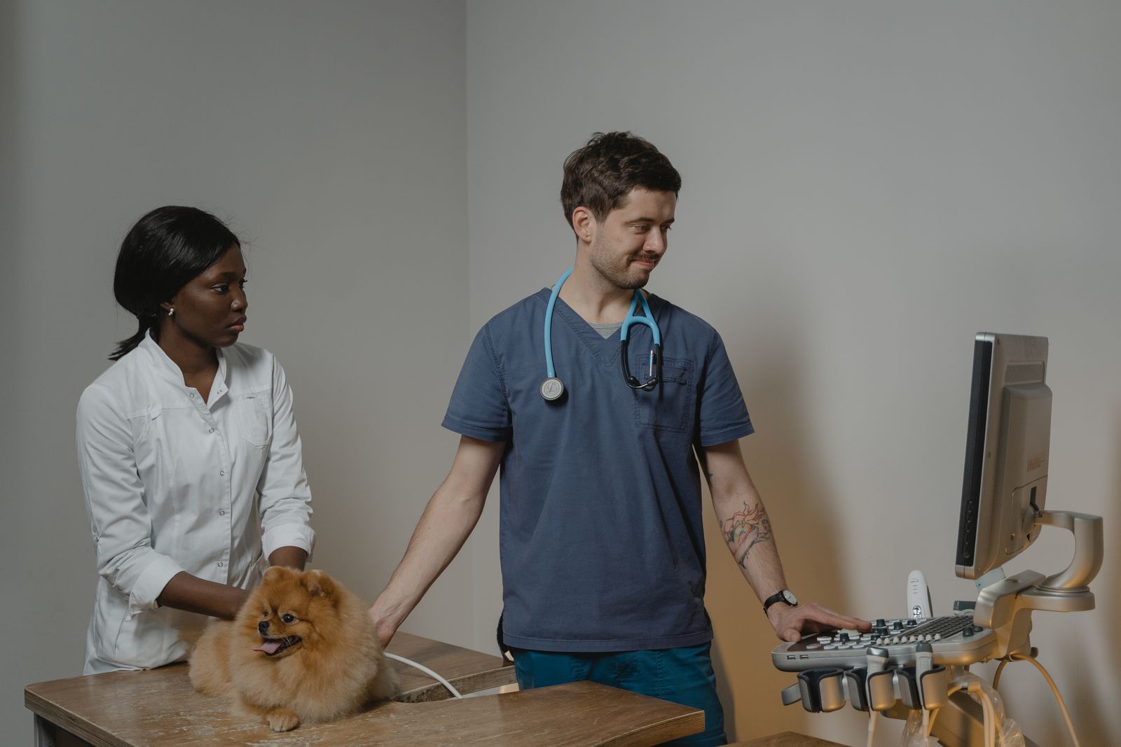 Photograph of a routine veterinary examination in a calm clinic