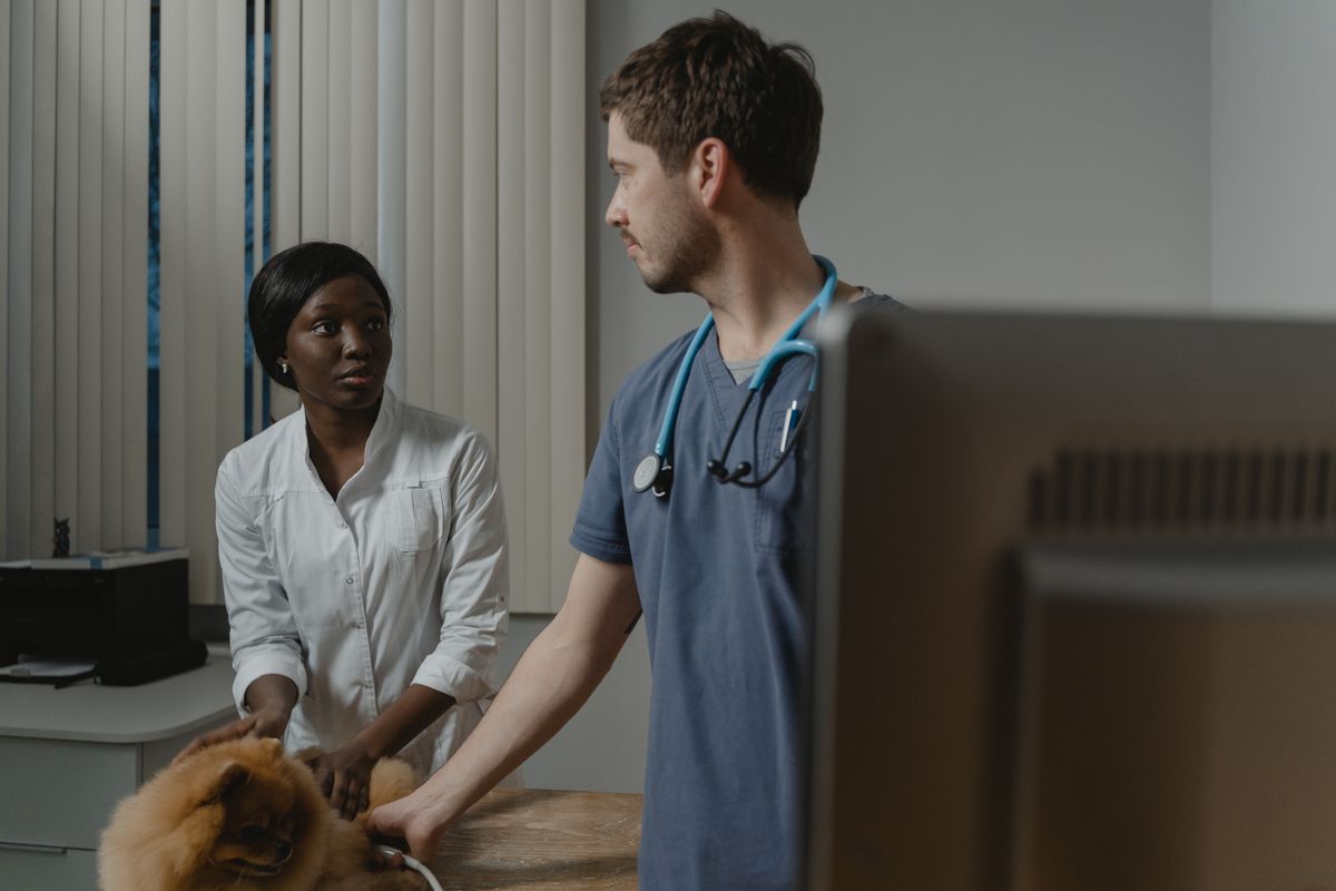 I Almost Drove to the ER Vet for Nothing — Here's What Actually Happened