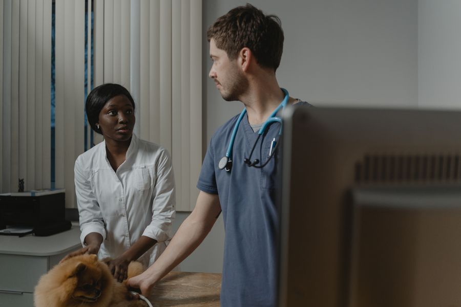 Equipo veterinario examinando a un perro en una clínica