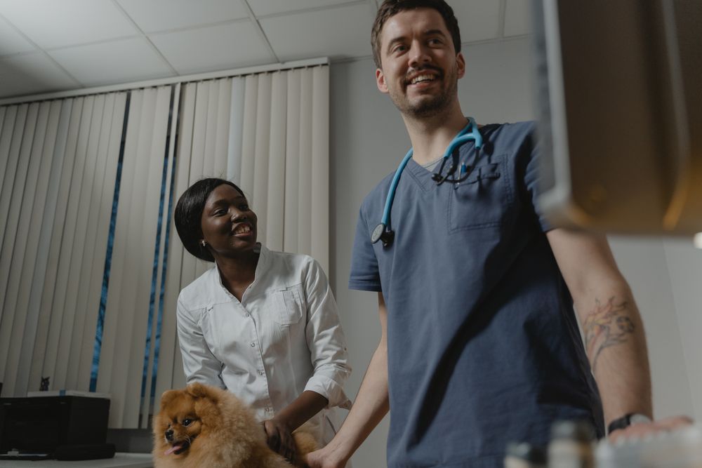 Two veterinarians examining a small dog with its owner present