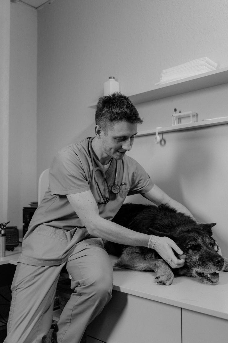 Muayene öncesi bekleme alanında oturan bir köpek