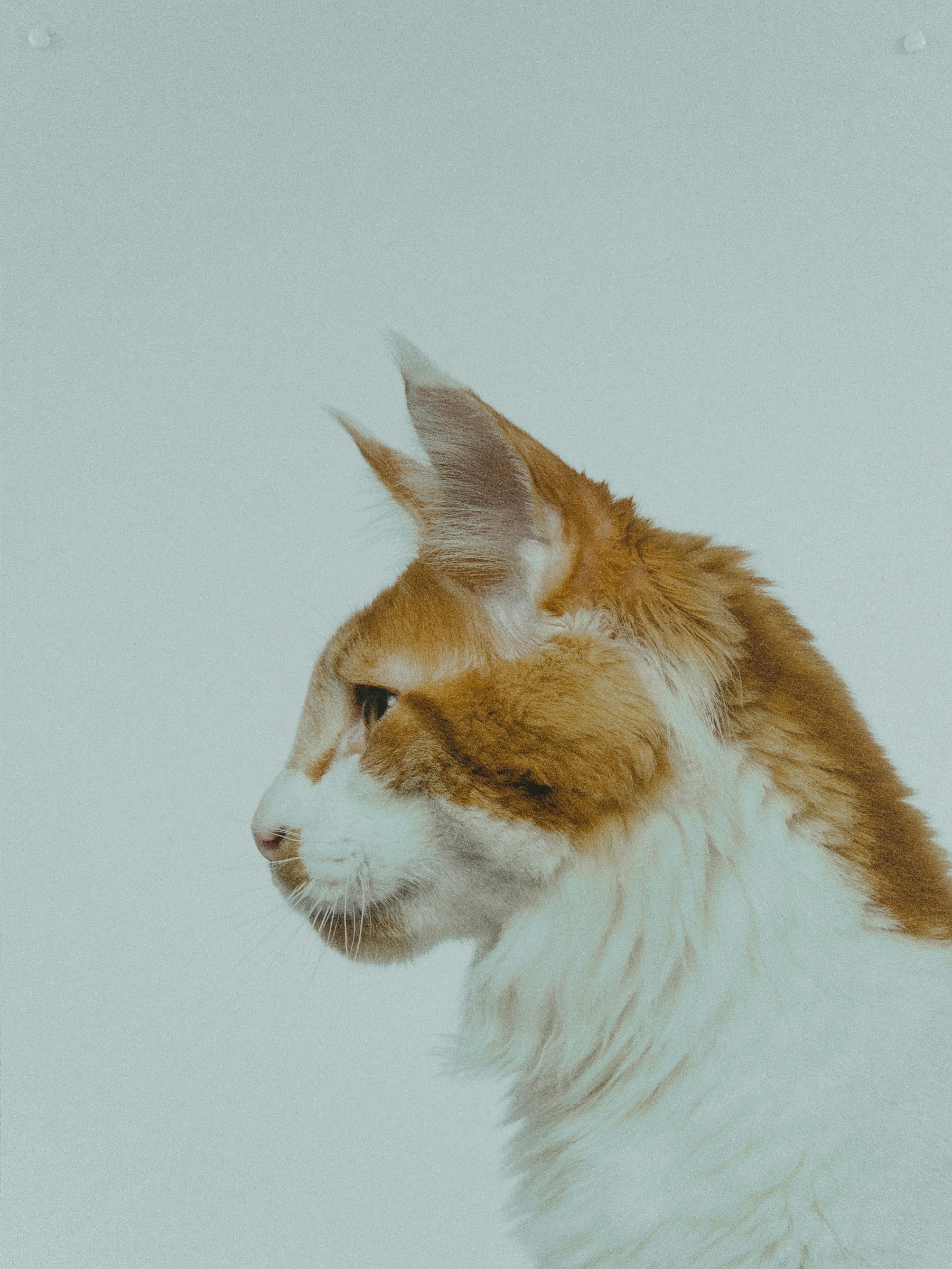 Side view portrait of a fluffy Maine Coon cat against a grey background.