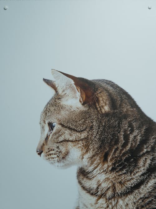 Free Close-up Shot of a Tabby Cat Stock Photo