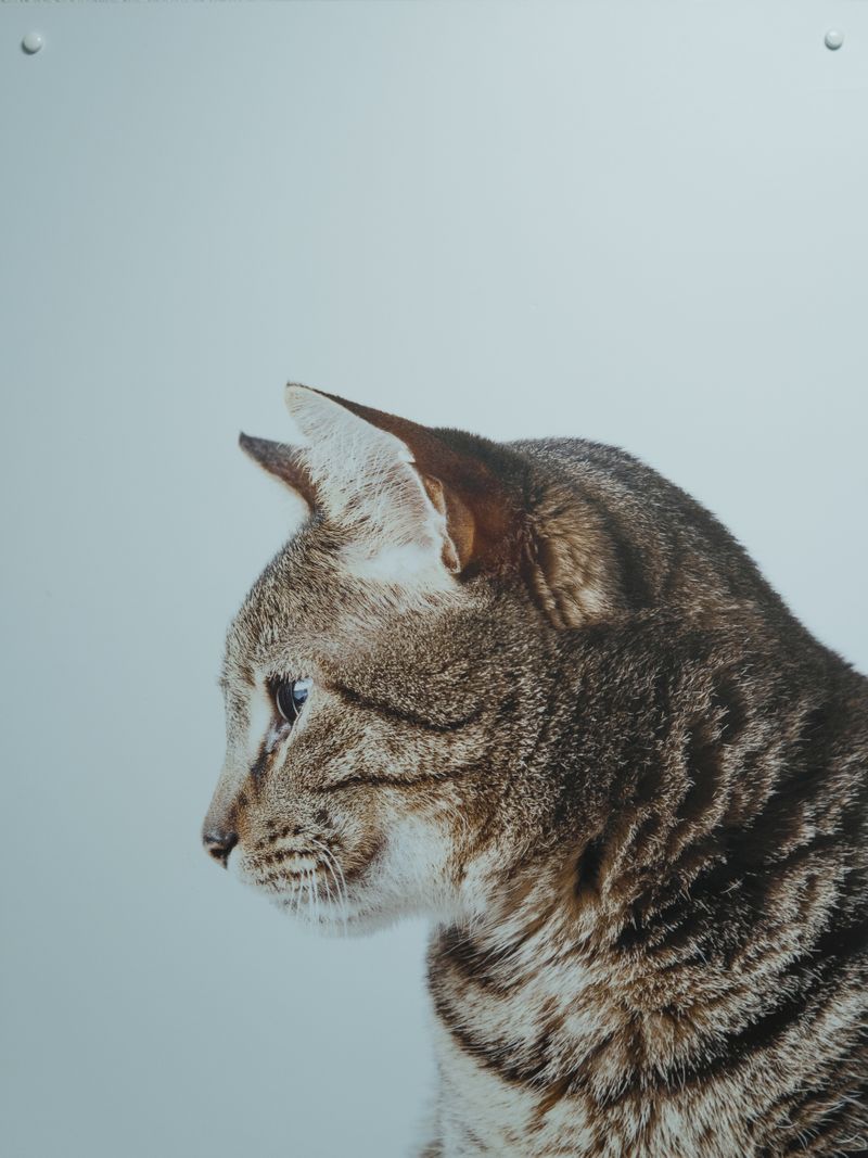 fetch pet insurance review - pricing and value evaluation: how fetch stacks up