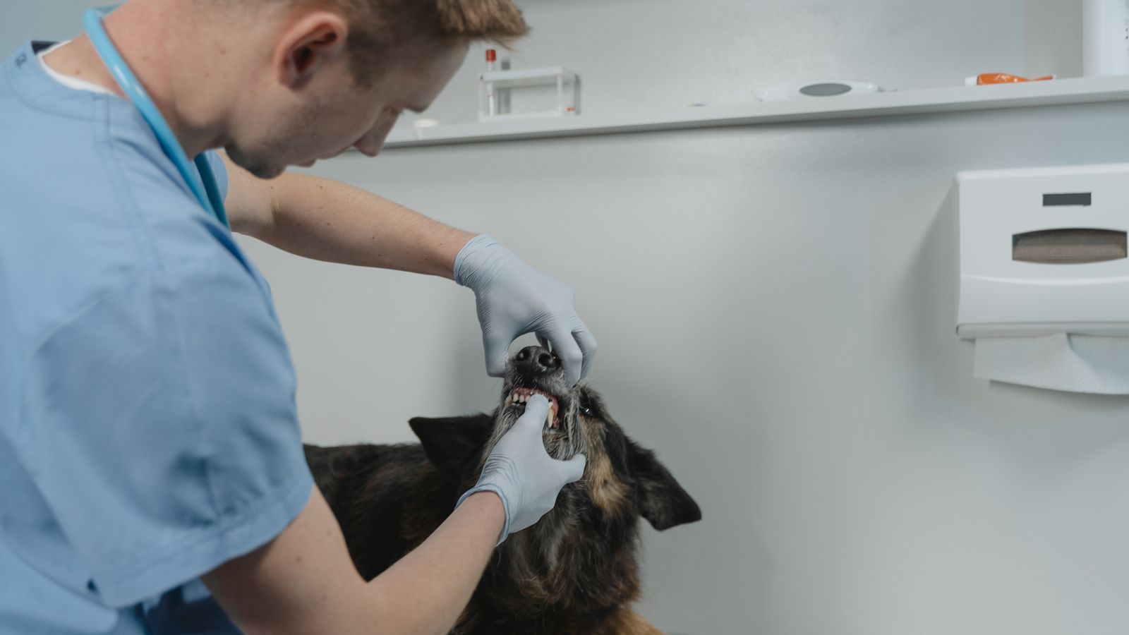 A veterinarian examines a dog's teeth, showcasing pet healthcare and dental check-up in a clinic setting.