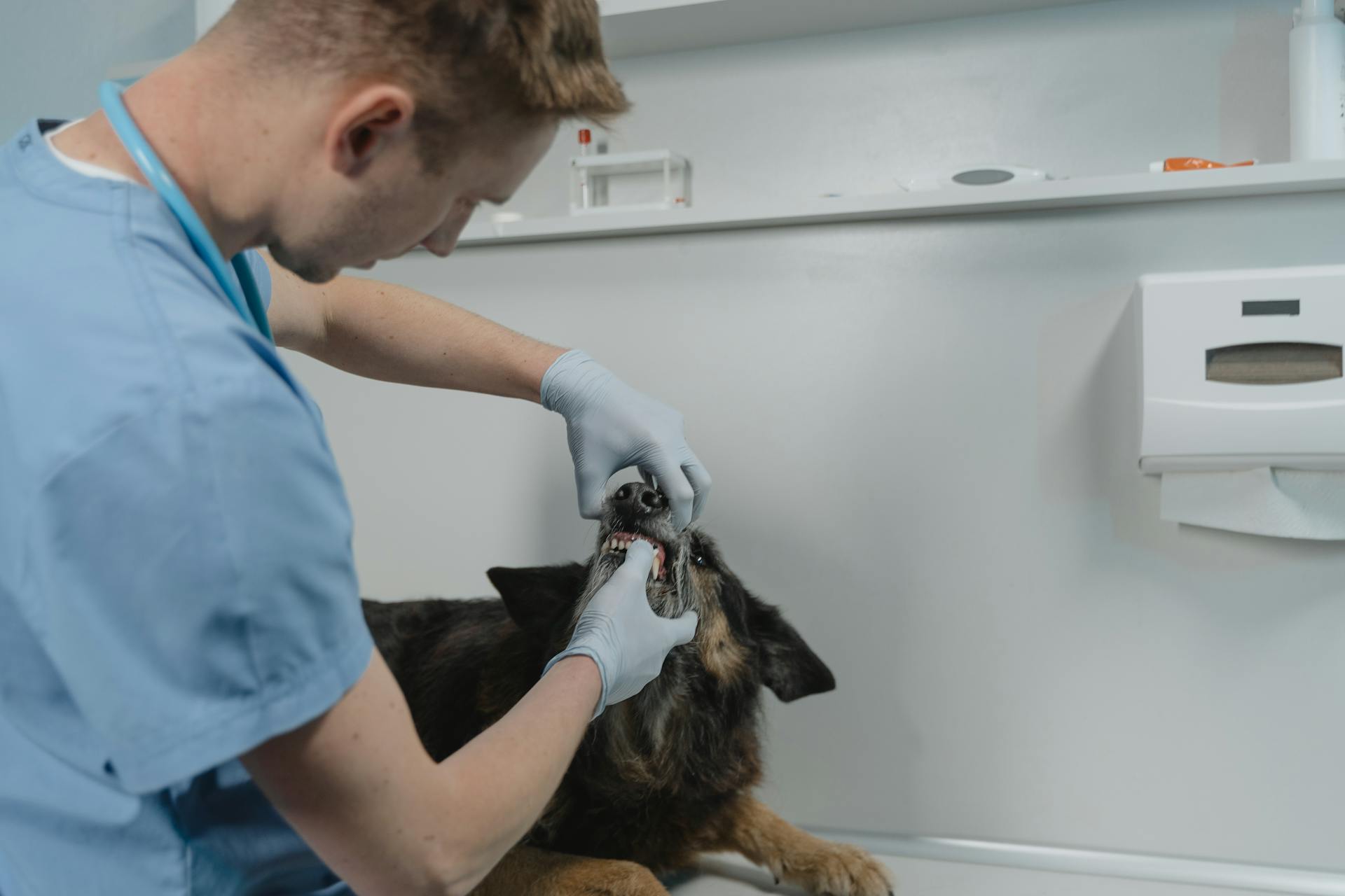 Un vétérinaire examine un chien