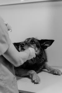 Diagnostic services for pets in Bundaberg