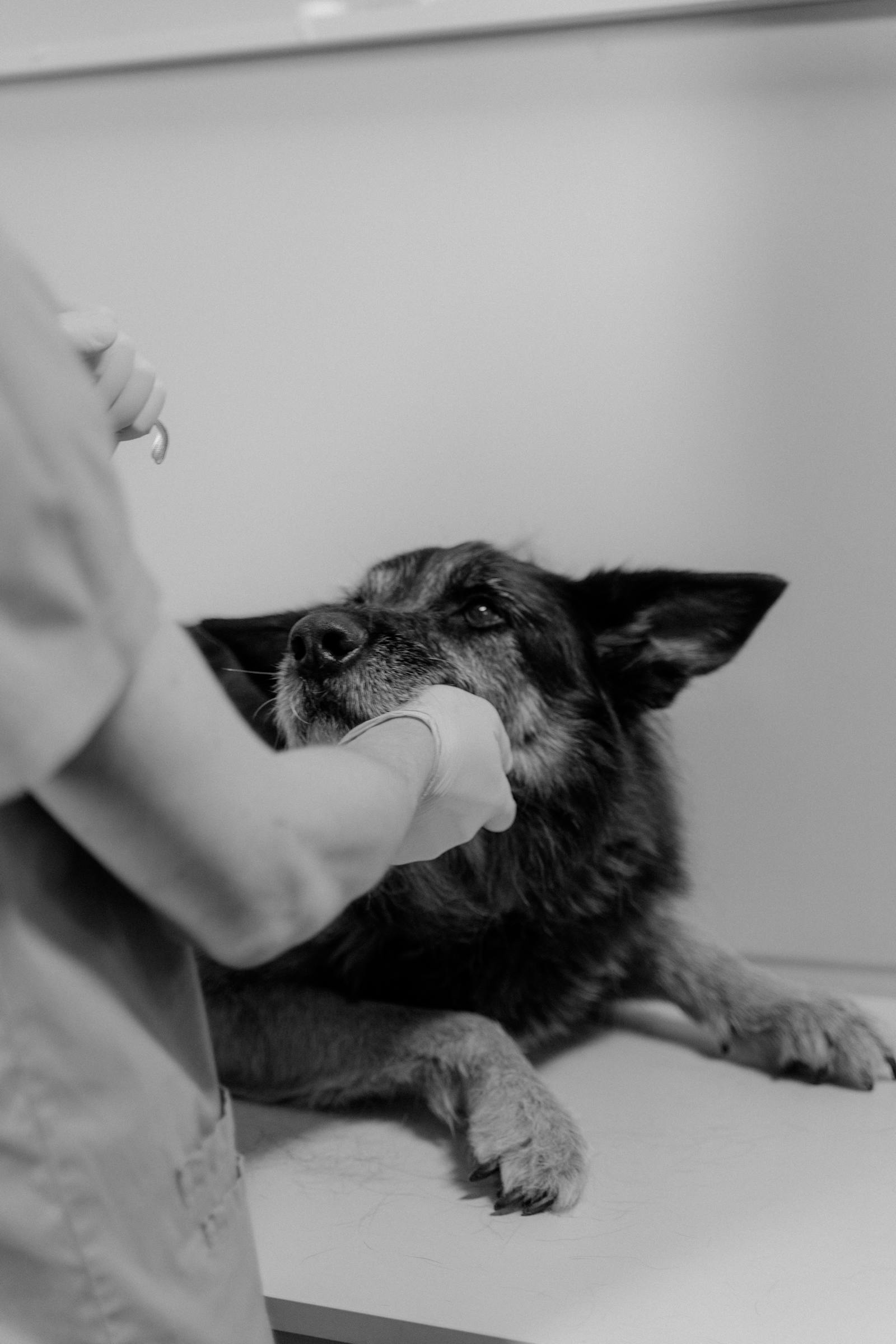 Veterinarian checking a dog in clinic
