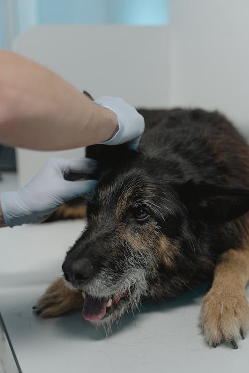 Imagine de stoc gratuită din câine negru, echipament medical, fotografiere verticală