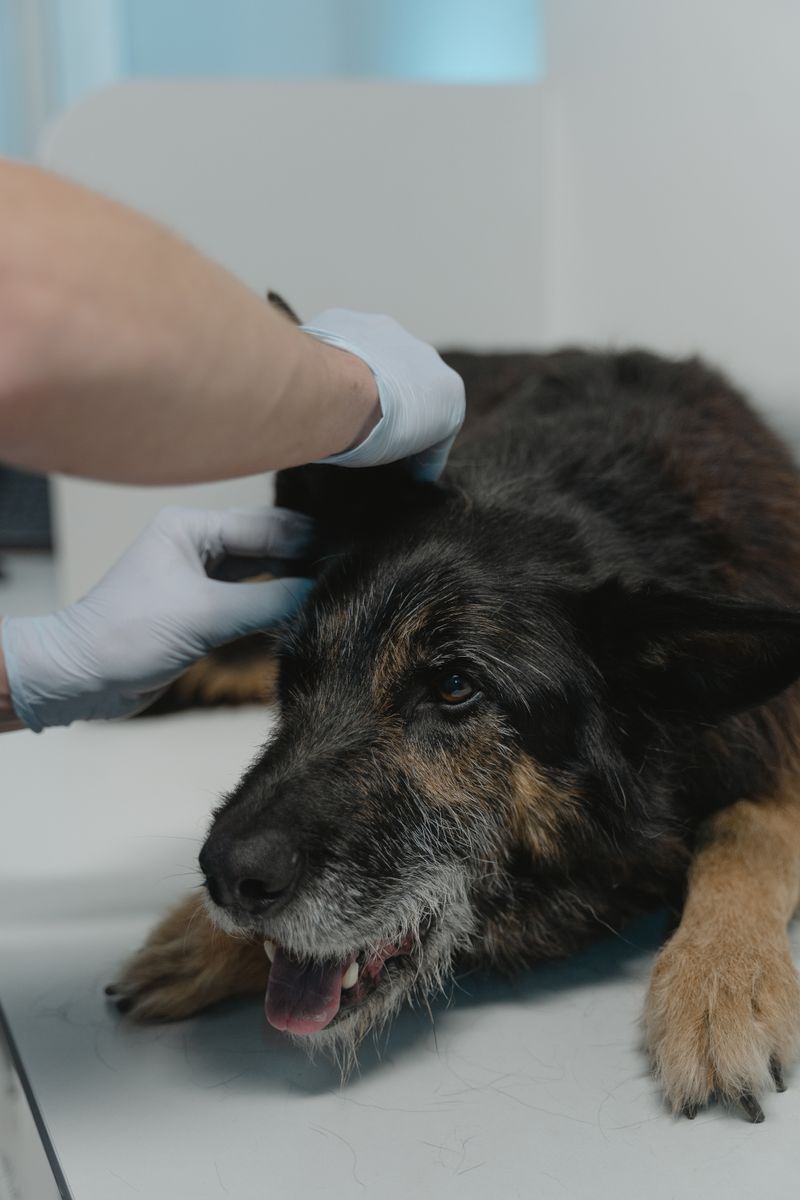Veteriner tarafından genel sağlık taraması yapılan bir köpek