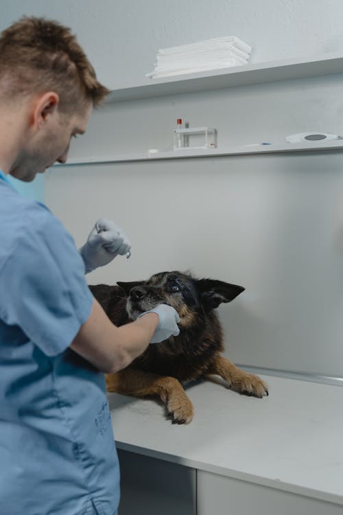 Free Man in Blue Scrub Suit Giving Dog a Check Up Stock Photo