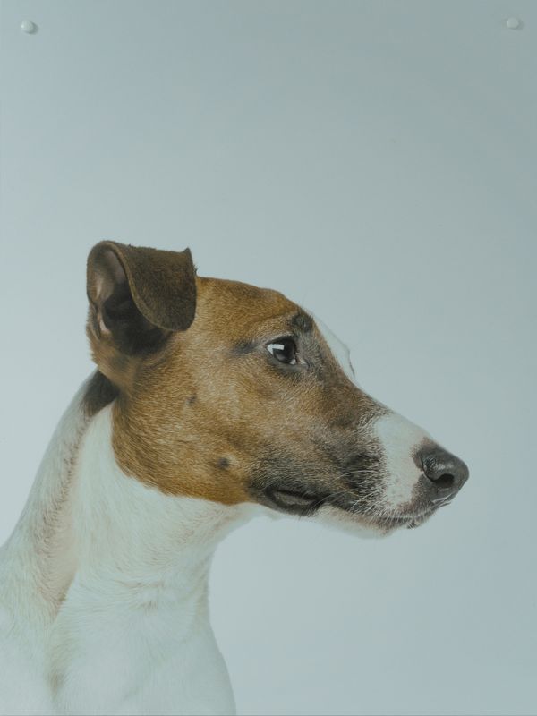 Truco, fox terrier, de perfil