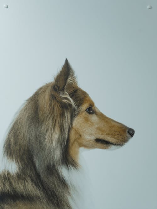 Free A Long Coated Rough Collie Dog in Close-up Stock Photo
