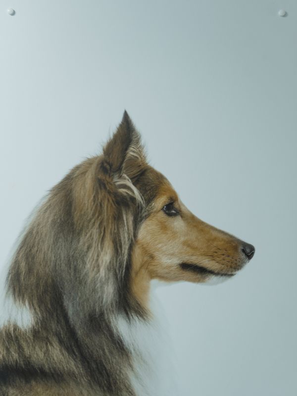 Kira, perra pastora mestiza, de perfil