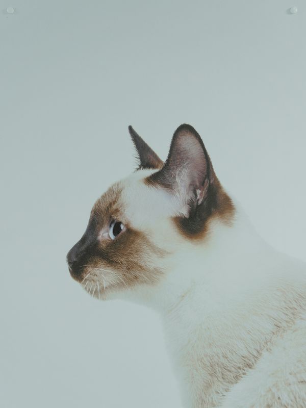 Nube, gata siamesa, de perfil