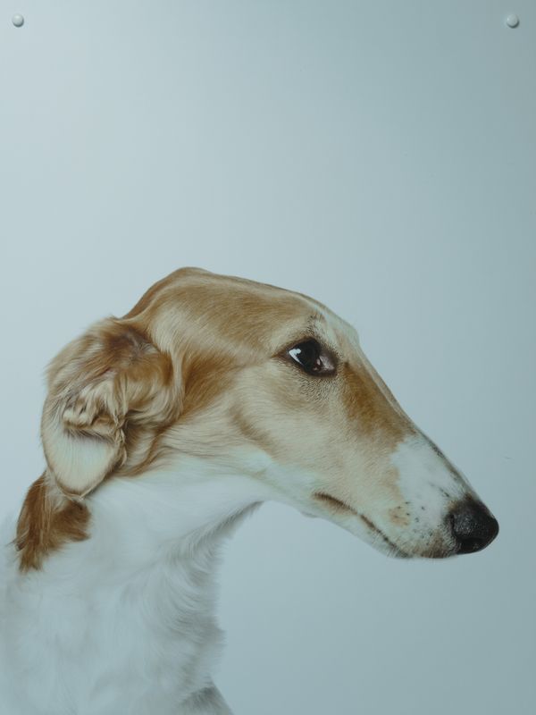 Olmo, galgo borzoi, de perfil