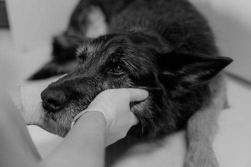Free Foto stok gratis anjing hitam, grayscale, hitam & putih Stock Photo