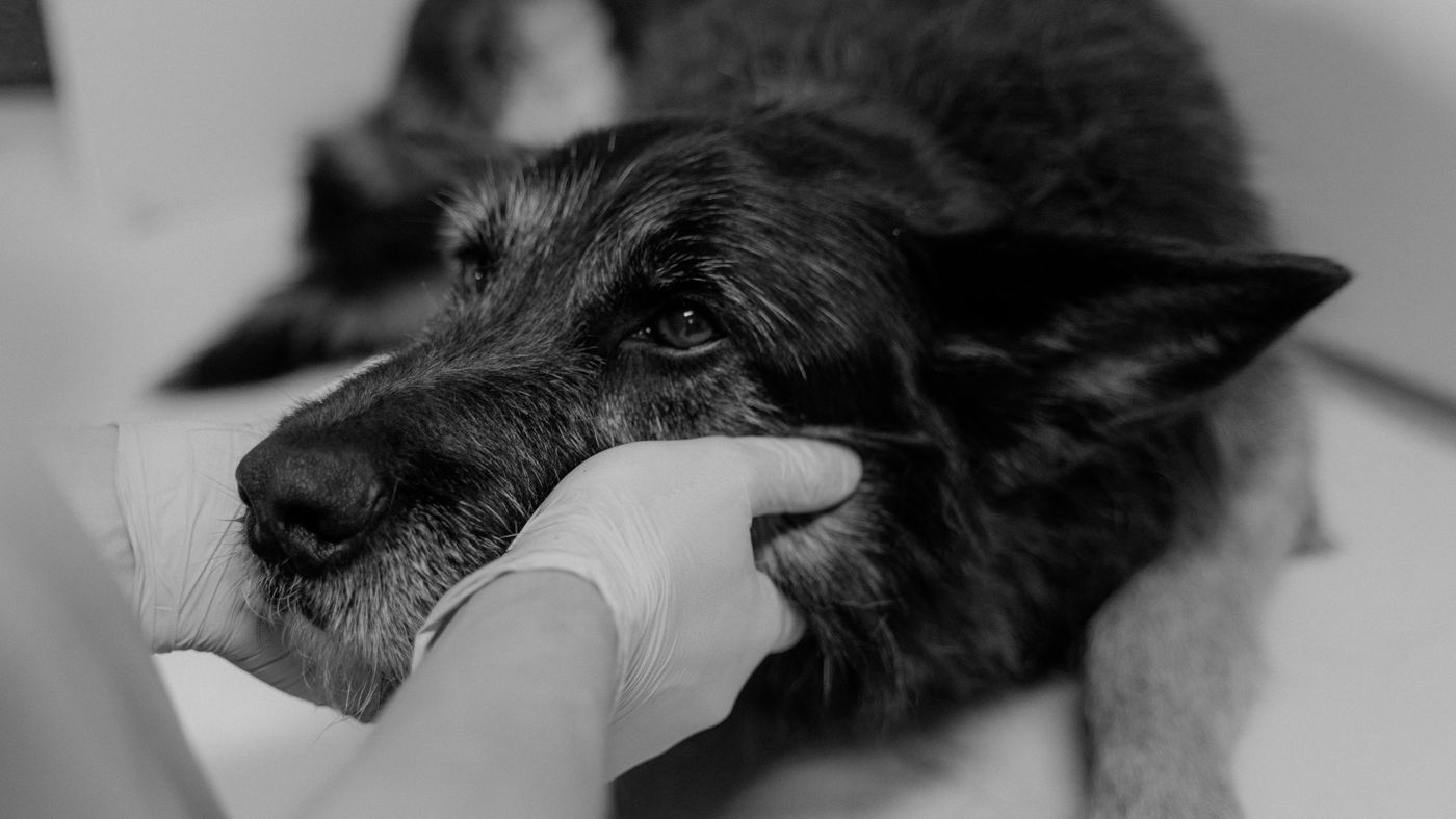 What to Actually Talk About With Your Vet at Food Checkups