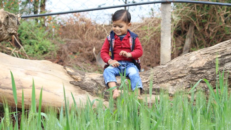 embrace pet insurance review diminishing deductible - final assessment: who gets the highest roi from embrace?