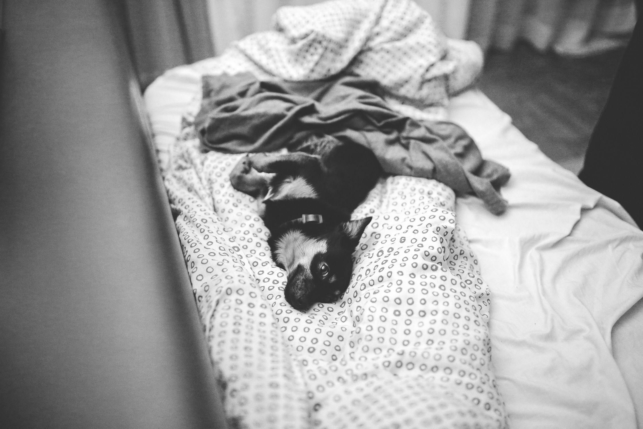 Cute puppy lying on a cozy bed in a relaxed indoor setting.