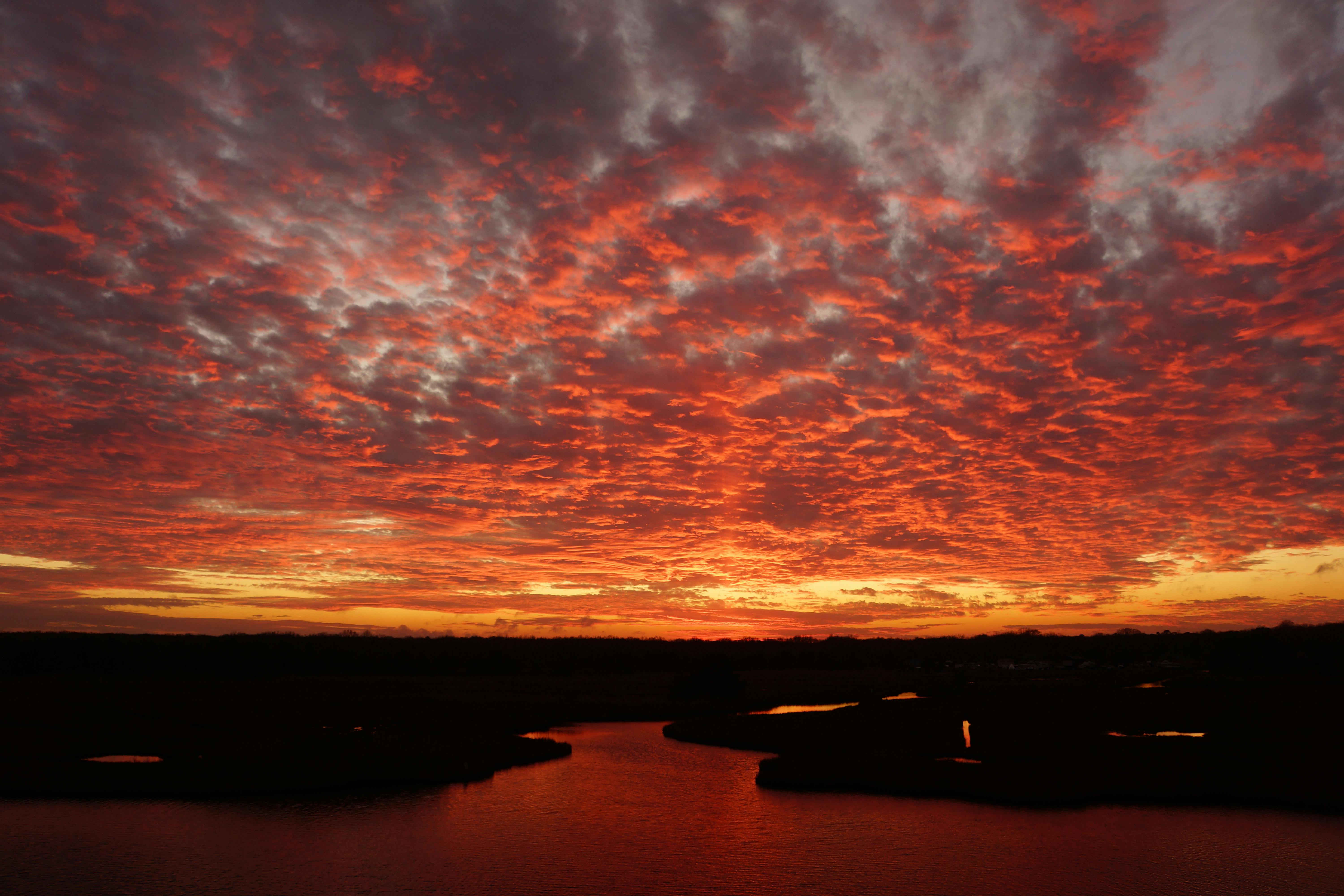 Veteriner köpek muayenesi yapıyor