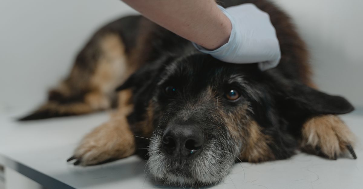 Nahaufnahme eines schwarzen Hundes bei der Untersuchung durch eine Tierärztin mit Handschuhen.