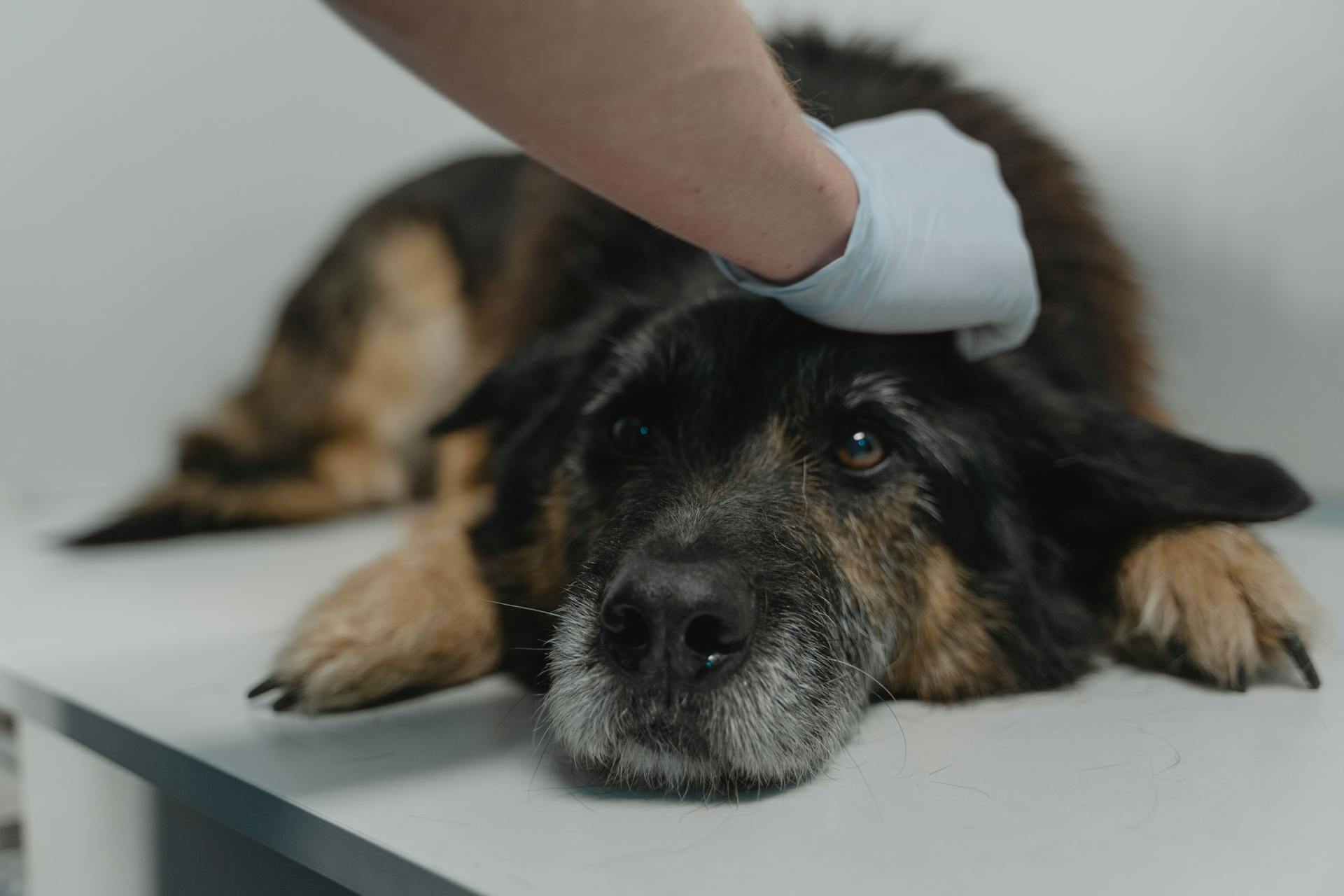 Hand som bär latexhandskar Håller den svarta hunden Ligger på en yta