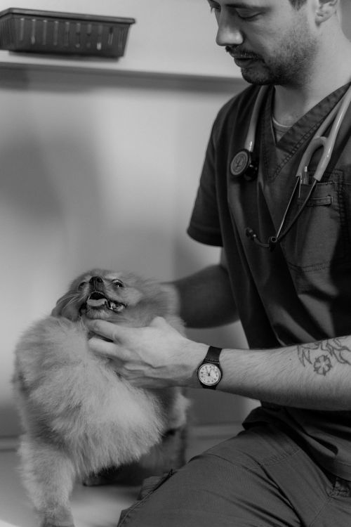 Pet vaccination