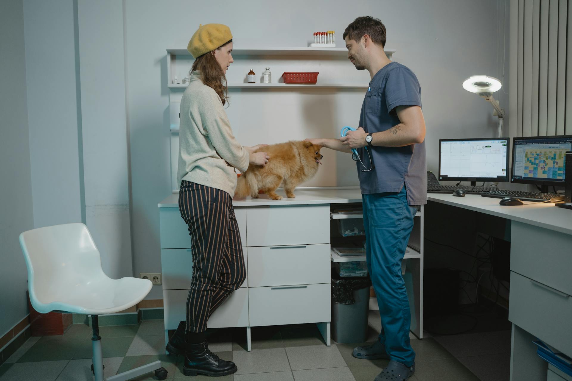 Pet Owner and Veterinarian Having a Conversation while Looking at the Pomeranian Dog on the Table