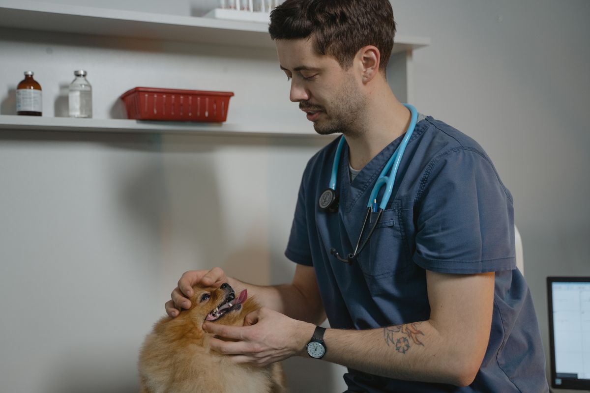 兽医用听诊器检查一只小型犬，就诊时的实际表现可能和在家不同