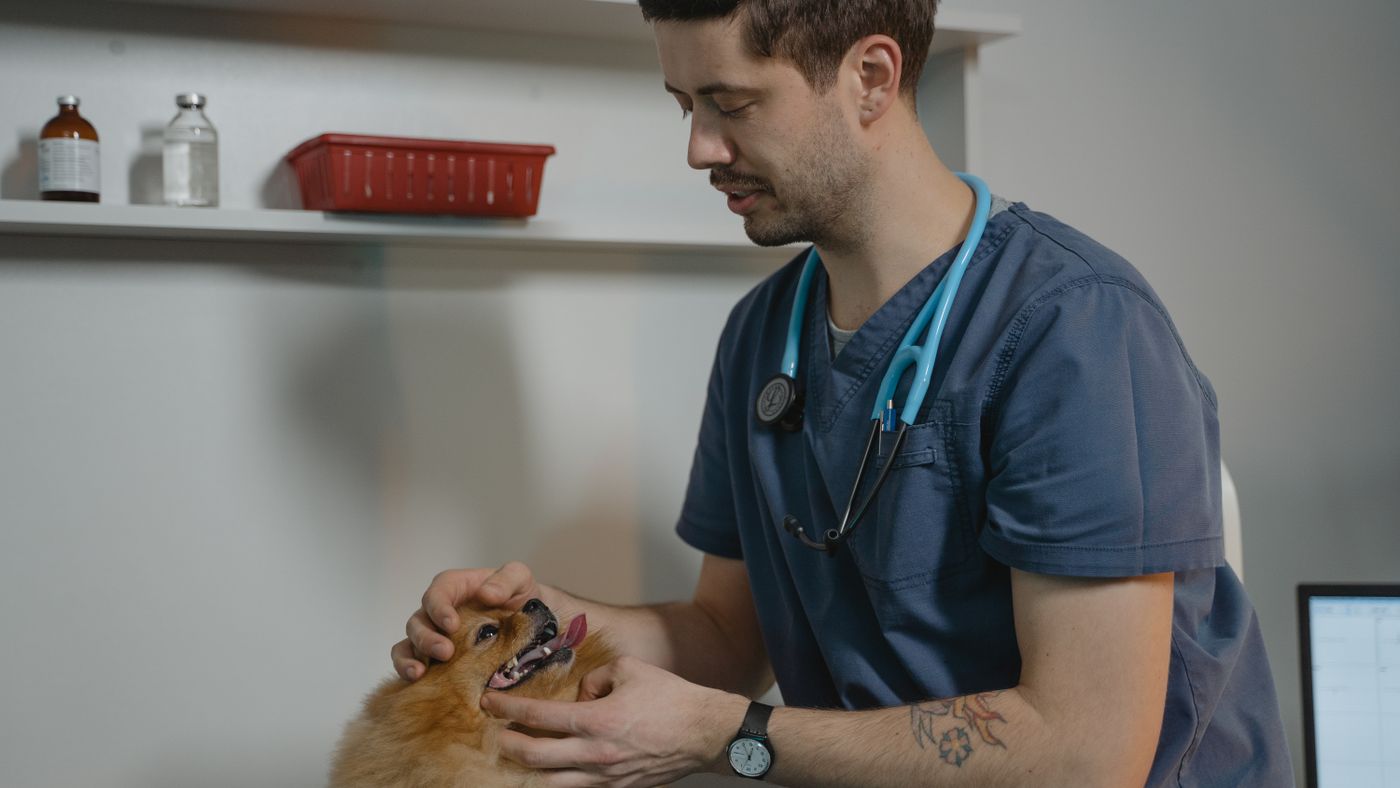 Pet Health Insurance: Is It Worth It?