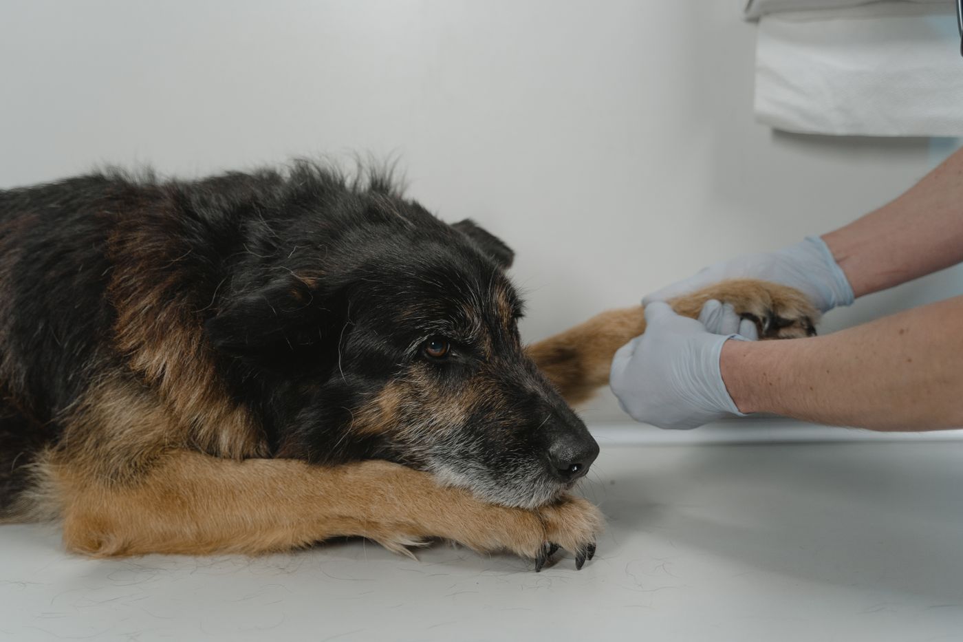 Veterinario sosteniendo la pata de un perro en consulta