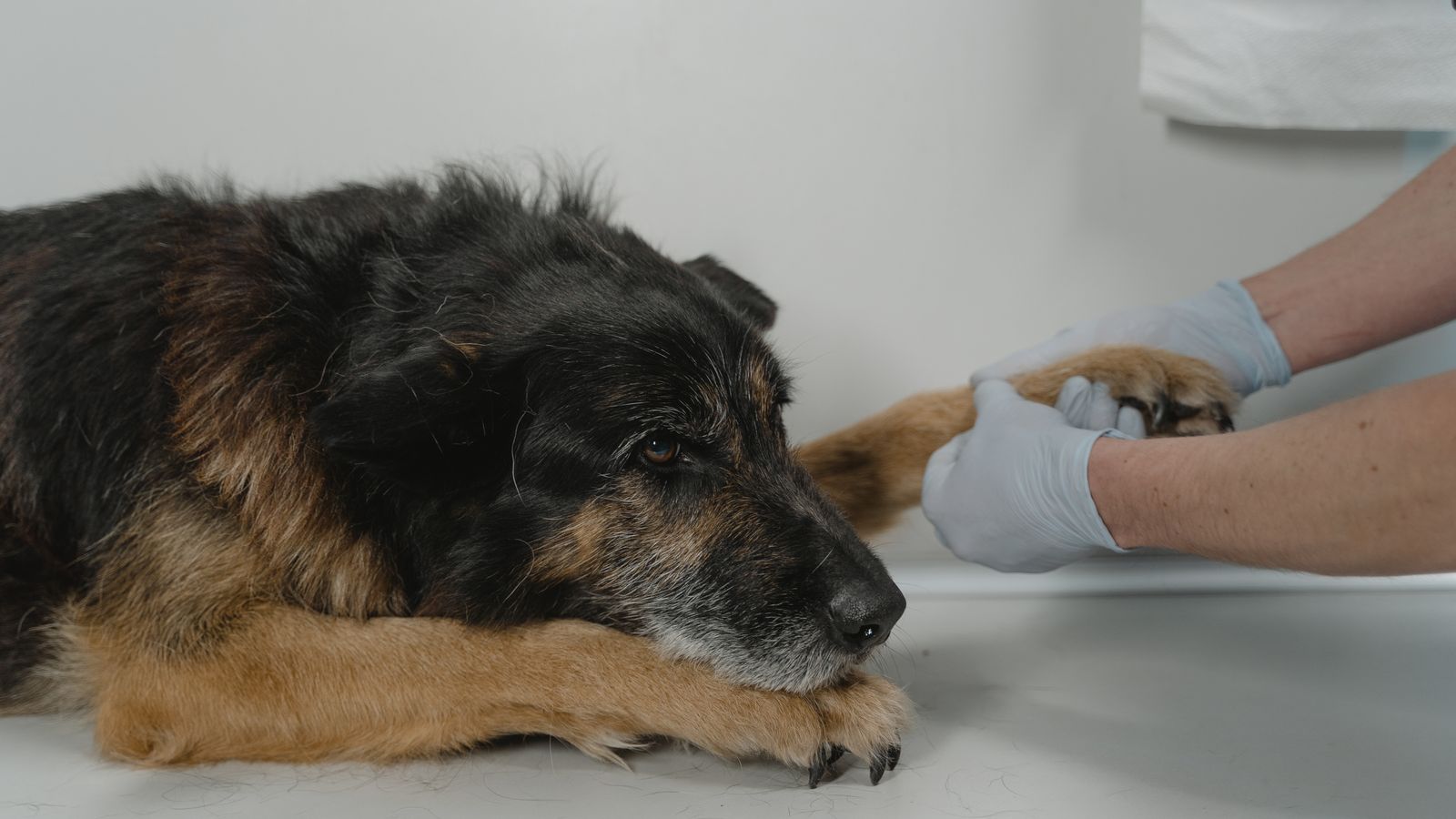Veterinarian holding the paw of a dog during clinical treatment