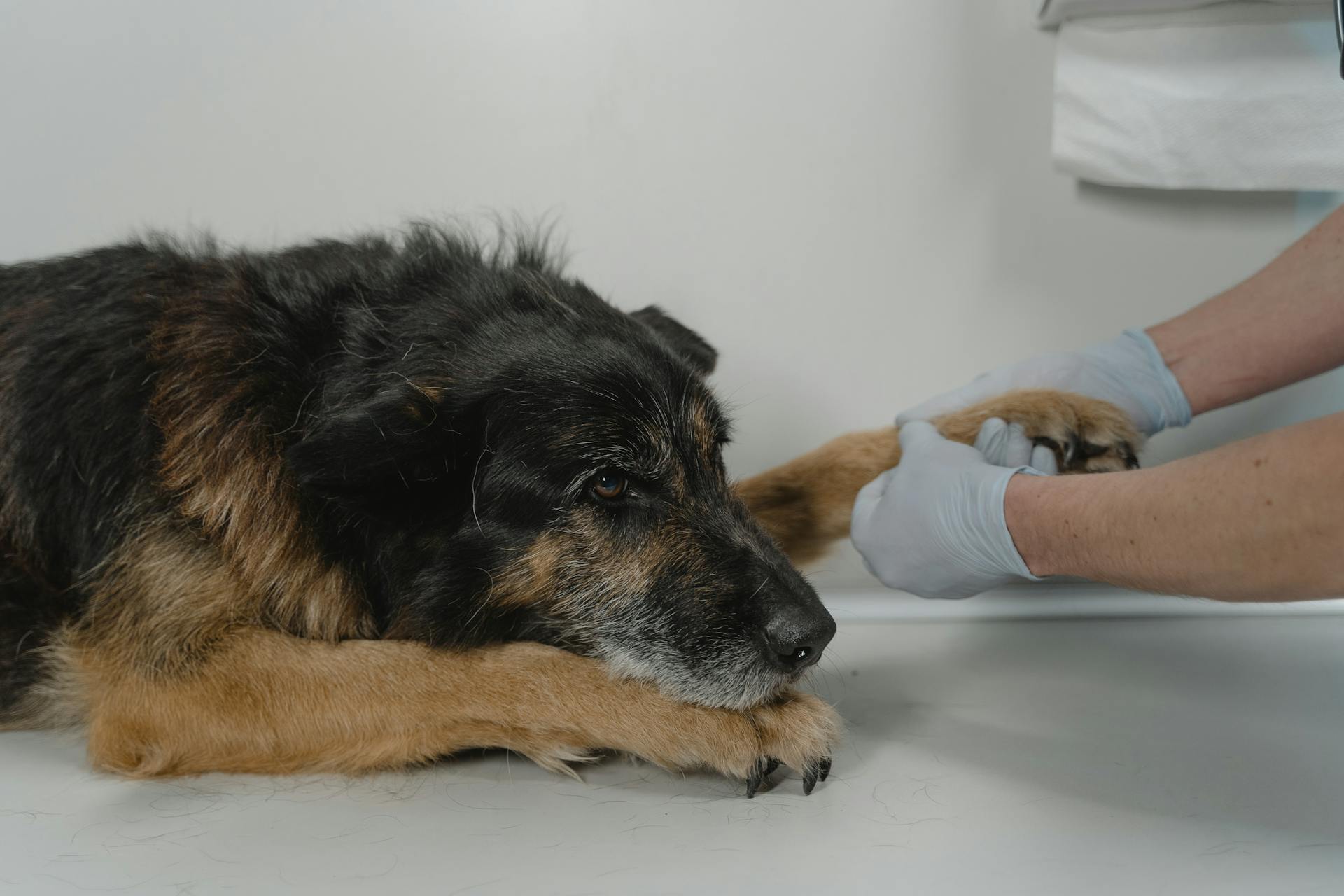 Personne tenant la patte d'un chien